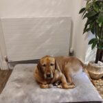 Horizontal Line Radiator