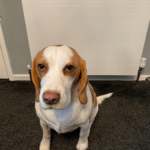 Dog in Hallway