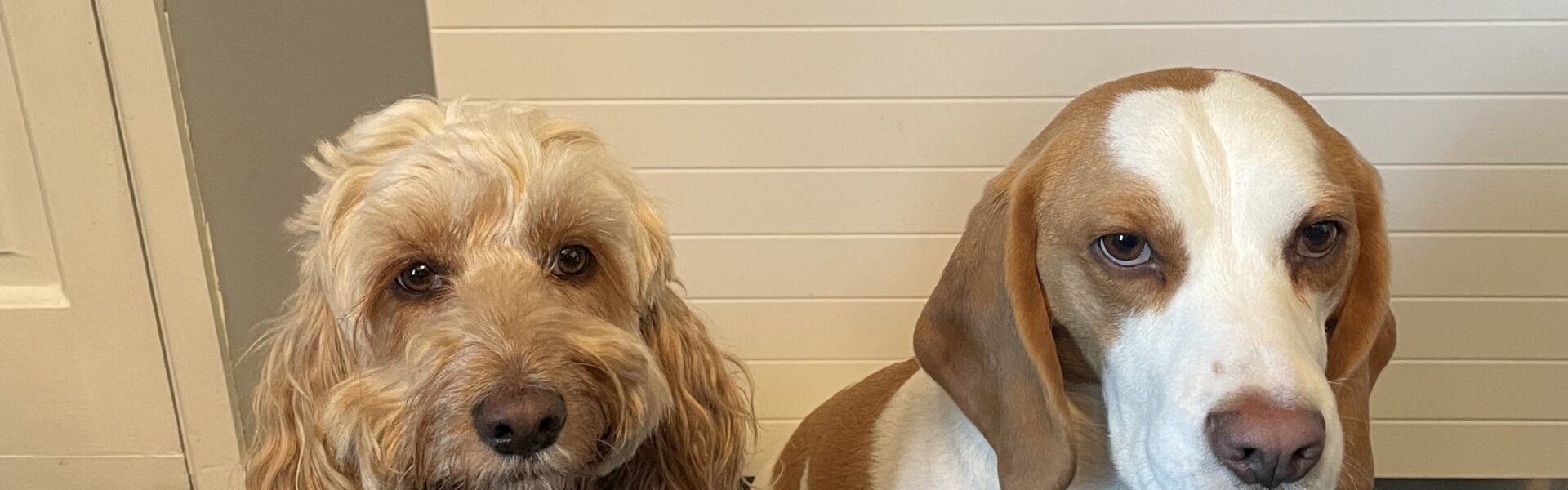 pets infront of radiator