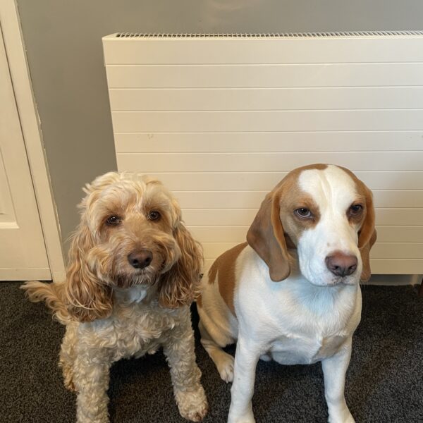 pets infront of radiator