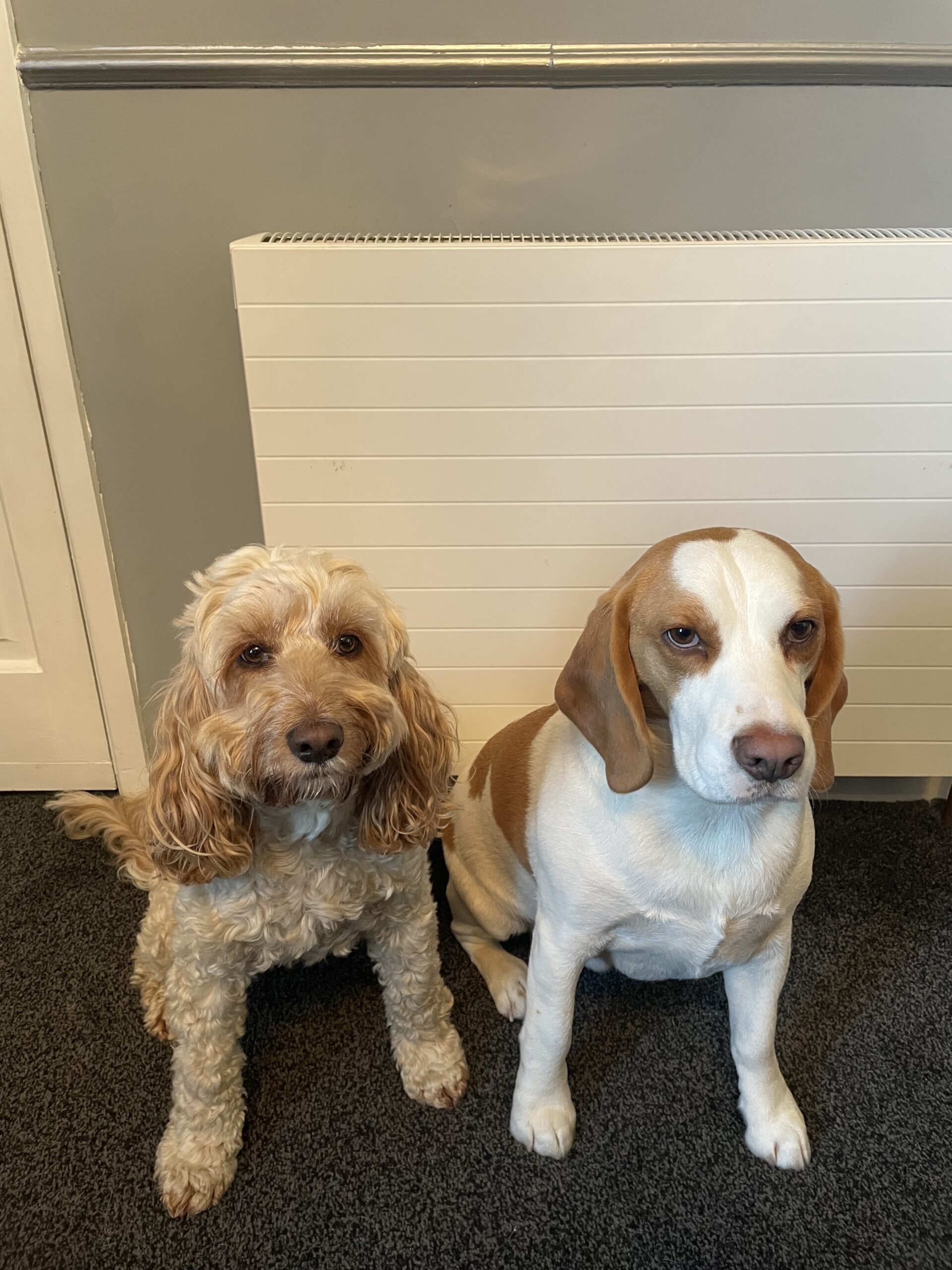 Radiators and Pet Safety: Ensuring a Warm, Comfortable Home for Your Pets